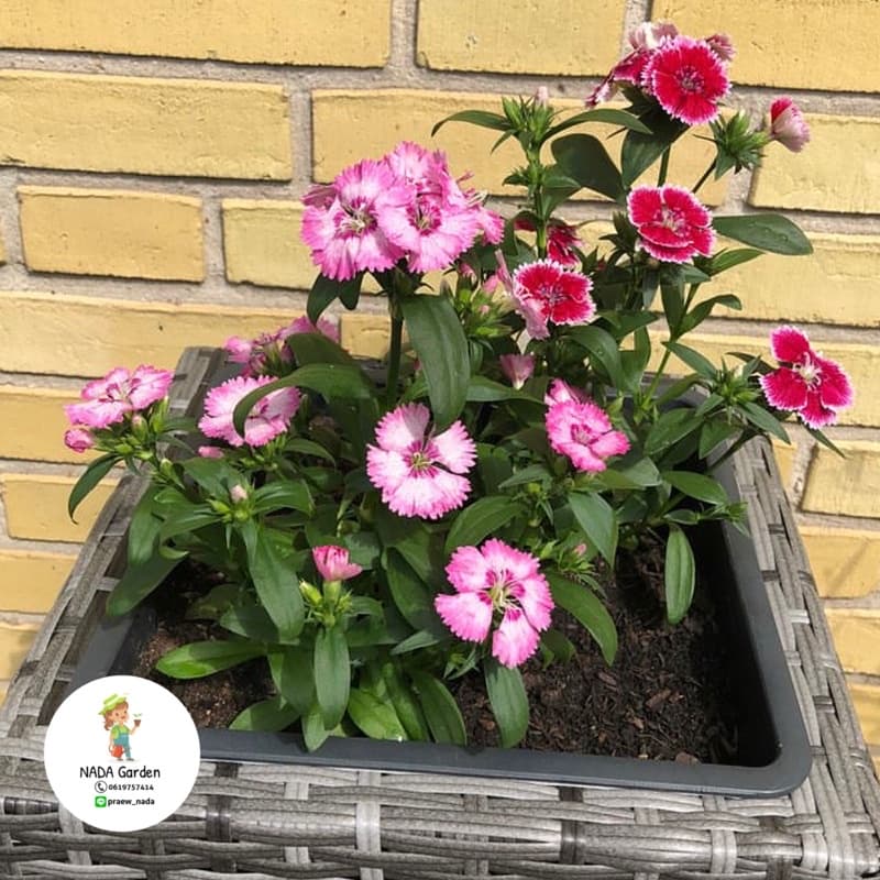 เมล็ดดอกผีเสื้อ Dianthus คละสี 200เมล็ด เมล็ดพันธุ์OPแท้ รูปที่ 8