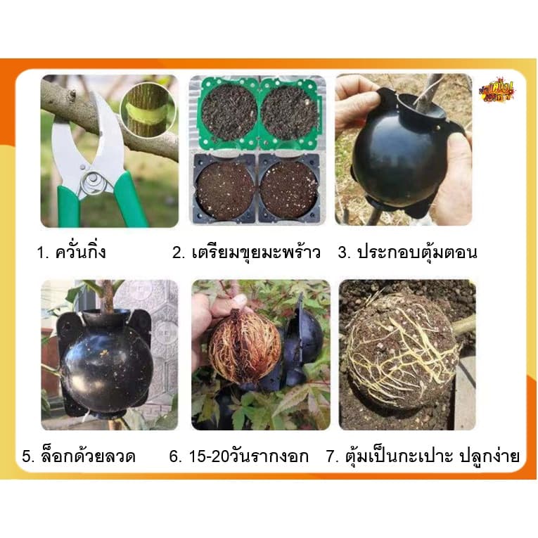ถูกสุดในไทย ตุ้มตอนกิ่ง ตุ้มตอนพลาสติก ขยายพันธุ์พืช ตอนกิ่ง ตอนต้นไม้ ใช้ซ้ำได้ รูปที่ 3