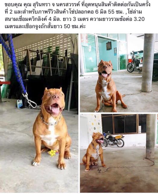โซ่ล่ามสุนัข สแตนเลสแท้304โดนน้ำได้ไม่ขึ้นสนิมไม่มีขาด‼ขนาด 2-4 มิล โซ่หมา โซ่สุนัข โซ่จูง ใช้ได้ในบ้านและนอกบ้าน รูปที่ 7