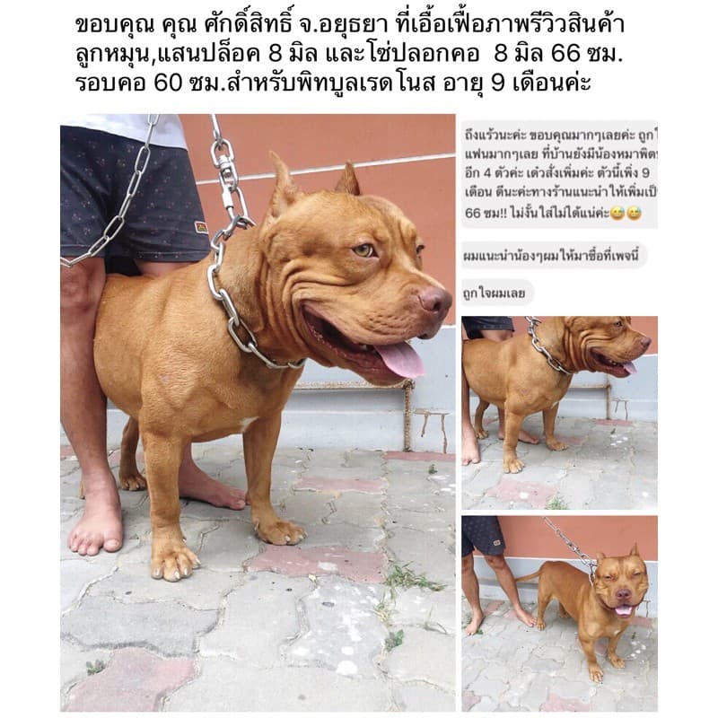 ปลอกคอโซ่ สุนัข สแตนเลส 304 โดนน้ำได้ไม่ขึ้นสนิม ไม่มีขาด‼ขนาด 5-10 มิล สำหรับสุนัขขนาดกลาง-สุนัขโต ปลอกคอโซ่ โซ่คอ รูปที่ 9