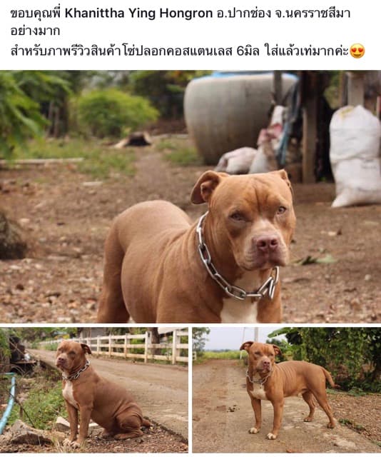 ปลอกคอโซ่ สุนัข สแตนเลส 304 โดนน้ำได้ไม่ขึ้นสนิม ไม่มีขาด‼ขนาด 5-10 มิล สำหรับสุนัขขนาดกลาง-สุนัขโต ปลอกคอโซ่ โซ่คอ รูปที่ 7