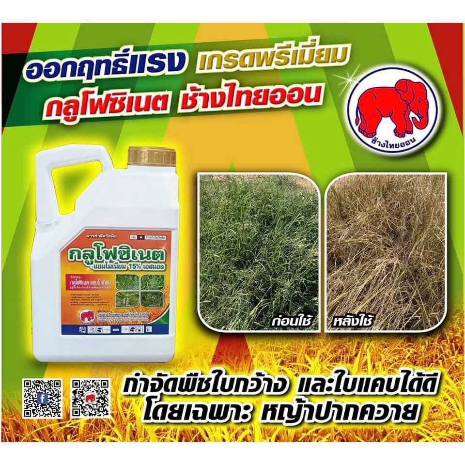 กลูโฟซิเนต แอมโมเนียม 15% เอสแอล 4 ลิตร ตราช้างไทยออน ยาฆ่าหญ้าออกฤทธิ์ทั้งเผาไหม้และดูดซึม รูปที่ 3