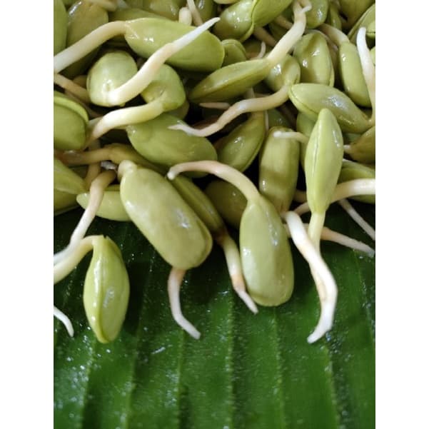 หน่อเหรียง เม็ดเหรียงเพาะ ลูกเหรียง หน่อเหรียงสดเพาะใหม่ก่อนส่ง 250กรัม กรุณาอ่านรายละเอียดก่อนสั่งสินค้าค่ะ รูปที่ 3