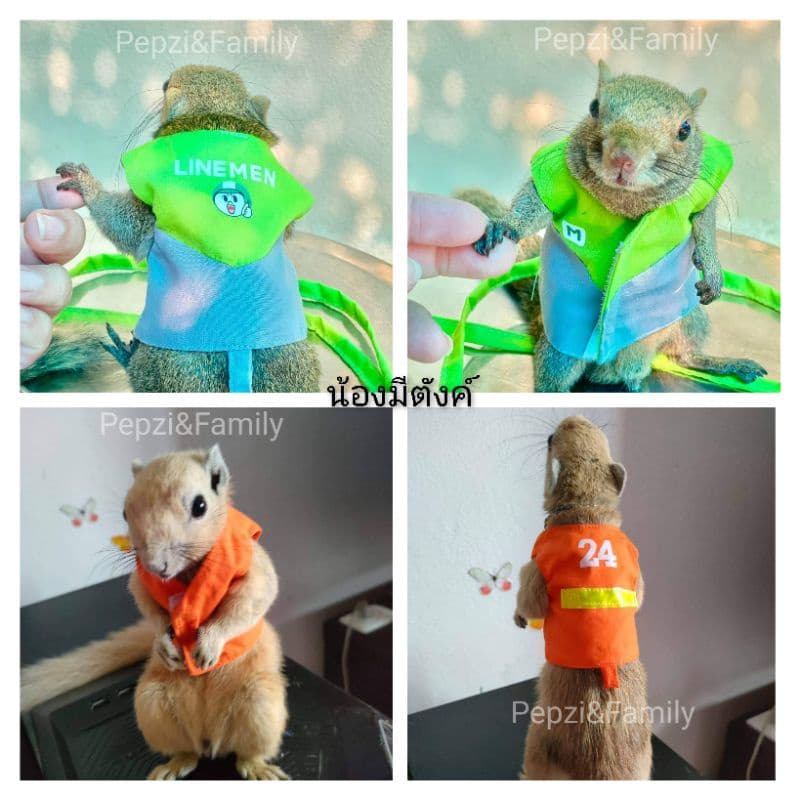 ถูกที่สุด​ เสื้อ​พร้อม​สาย​จูง​กระรอก ]] เสื้อพร้อมสายจูง กระรอก รูปที่ 6
