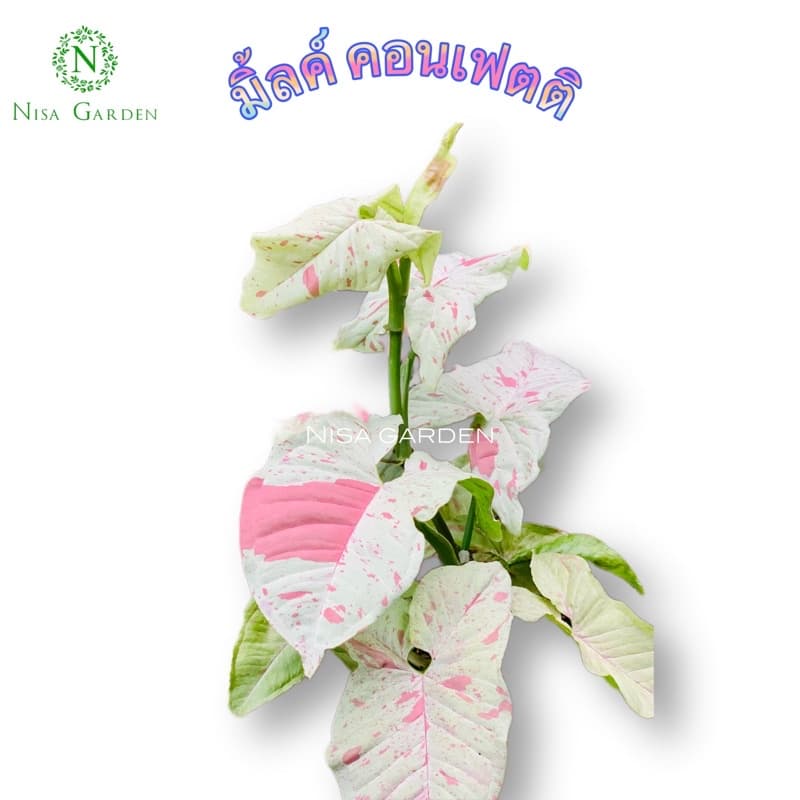 Nisa Garden มิ้ลค์ คอนเฟตติ Syngonium Milk Confetti กก!! ส่งพร้อมกระถาง 4 นิ้ว รูปที่ 1