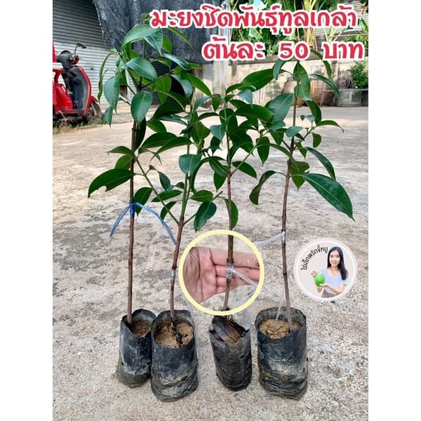 #ต้นมะยงชิดพันธุ์ทูลเกล้า ) ต้นละ 59 บาท 2-3 ปีติดผล ต้นพันธุ์แท้จากนครนายก รูปที่ 1