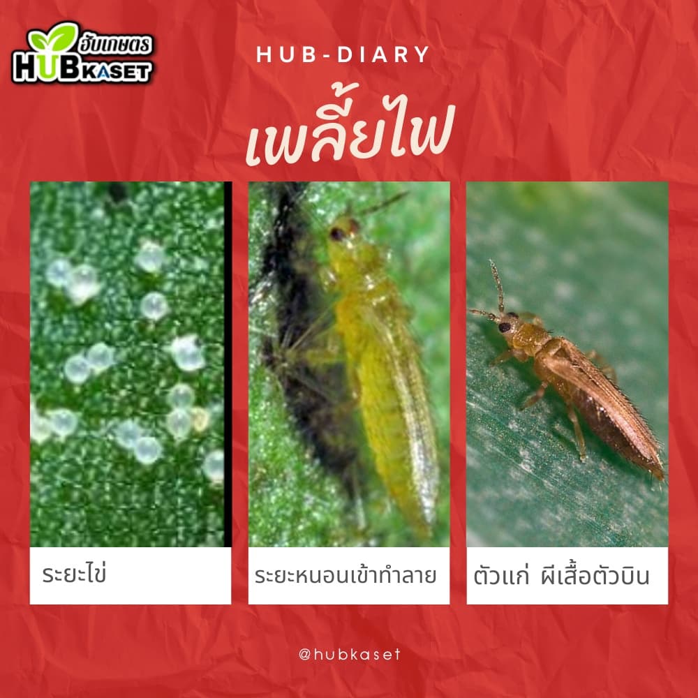 อะซีทามิพริด ตราไก่เกษตร 100กรัม ป้องกำจัดแมลงศัตรูพืช เพลี้ยไฟ แมลงหวี่ขาว ด้วงหมัดผัก เพลี้ยอ่อน รูปที่ 4