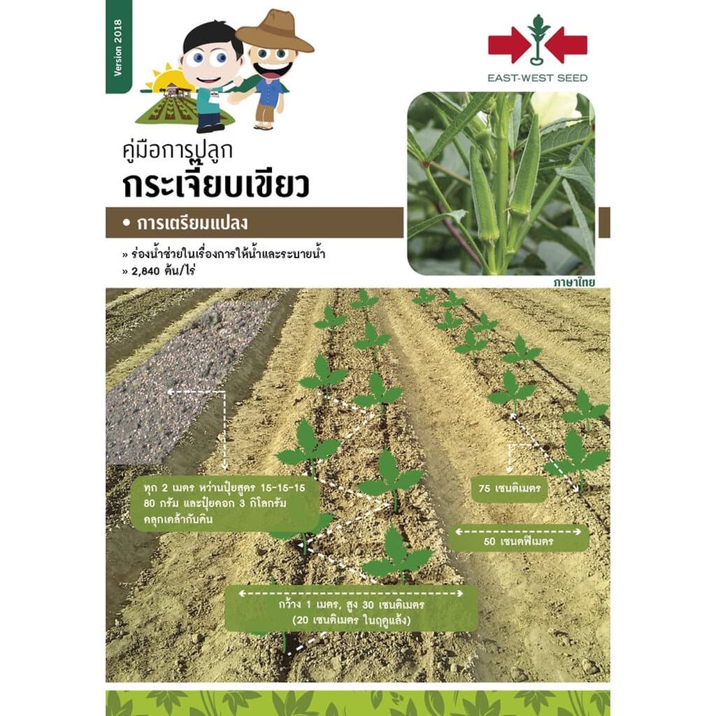 GGEW เมล็ดพันธุ์ซฟ กระเจี๊ยบเขียว ควีนสตาร์ ตราศรแดง มะเขือละโว้ Okra รูปที่ 4