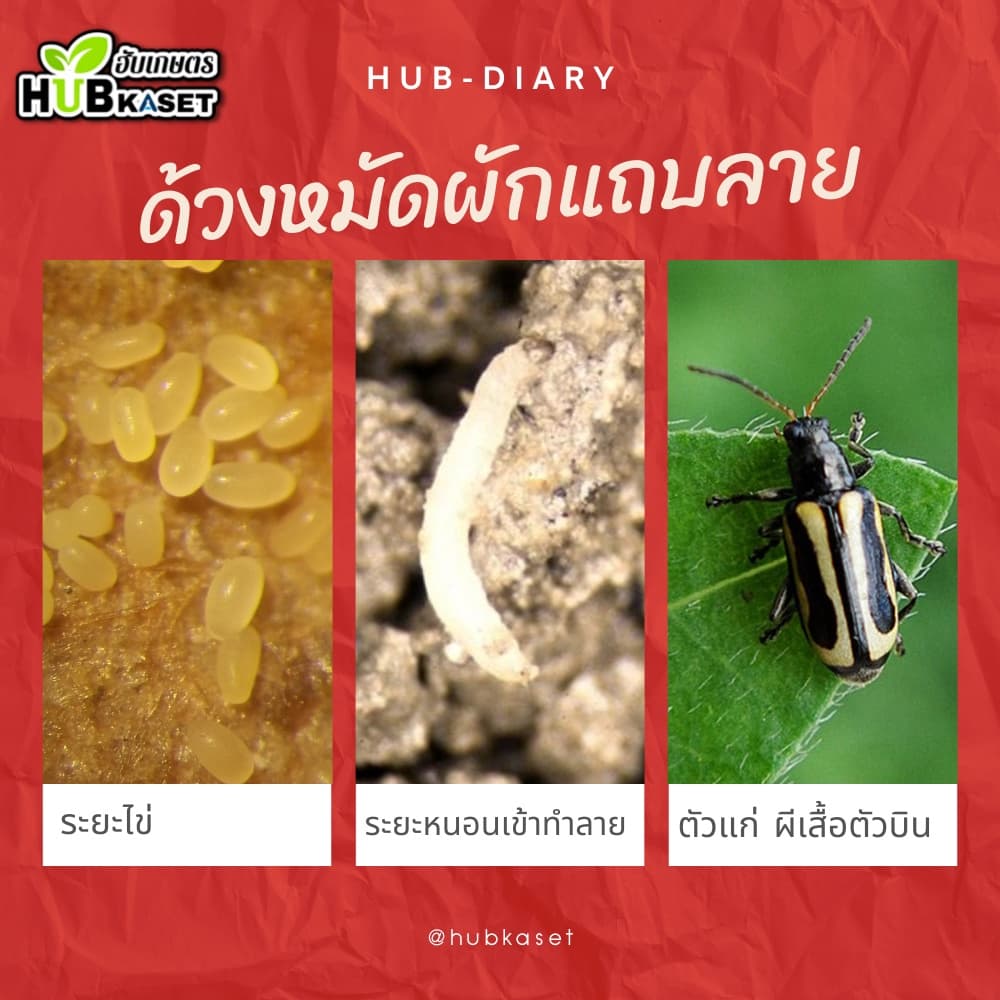 อะซีทามิพริด ตราไก่เกษตร 100กรัม ป้องกำจัดแมลงศัตรูพืช เพลี้ยไฟ แมลงหวี่ขาว ด้วงหมัดผัก เพลี้ยอ่อน รูปที่ 6