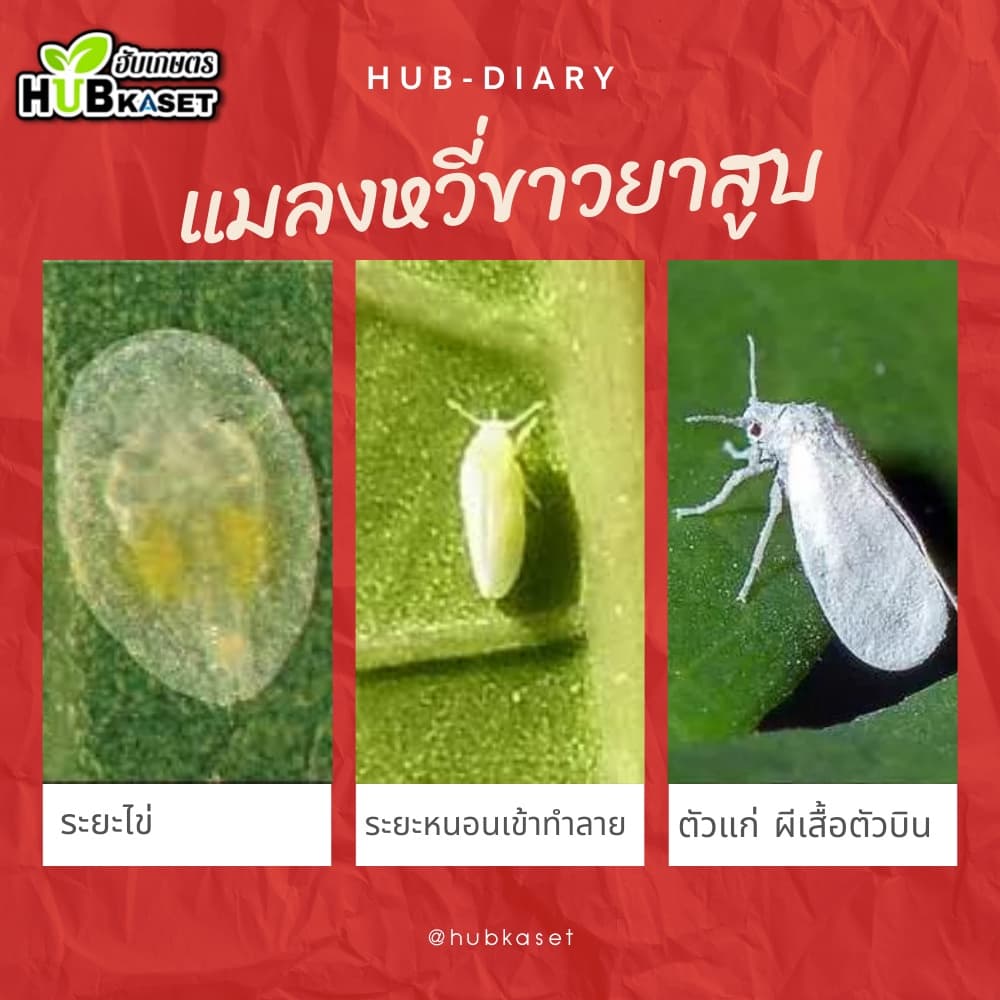 อะซีทามิพริด ตราไก่เกษตร 100กรัม ป้องกำจัดแมลงศัตรูพืช เพลี้ยไฟ แมลงหวี่ขาว ด้วงหมัดผัก เพลี้ยอ่อน รูปที่ 5