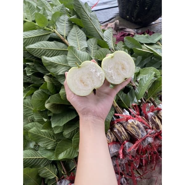 ฝรั่งพันธุ์กิมจูแท้% 1ชุดจัดส่งจำนวน10กิ่ง กิ่งละ15บาทรากพร้อมปลูก ตัดสดจากสวน ทุกวัน รูปที่ 2