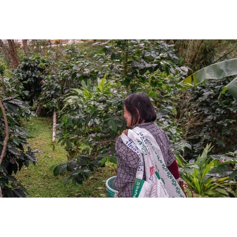 CRAFT COFFEE ROASTER เมล็ดกาแฟ PHUPHA COFFEE ESTATE 200G. รูปที่ 4