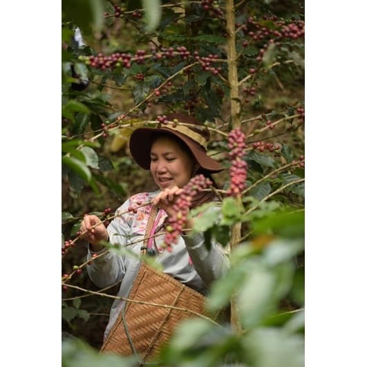 CRAFT COFFEE ROASTER เมล็ดกาแฟ PHUPHA COFFEE ESTATE 200G. รูปที่ 7