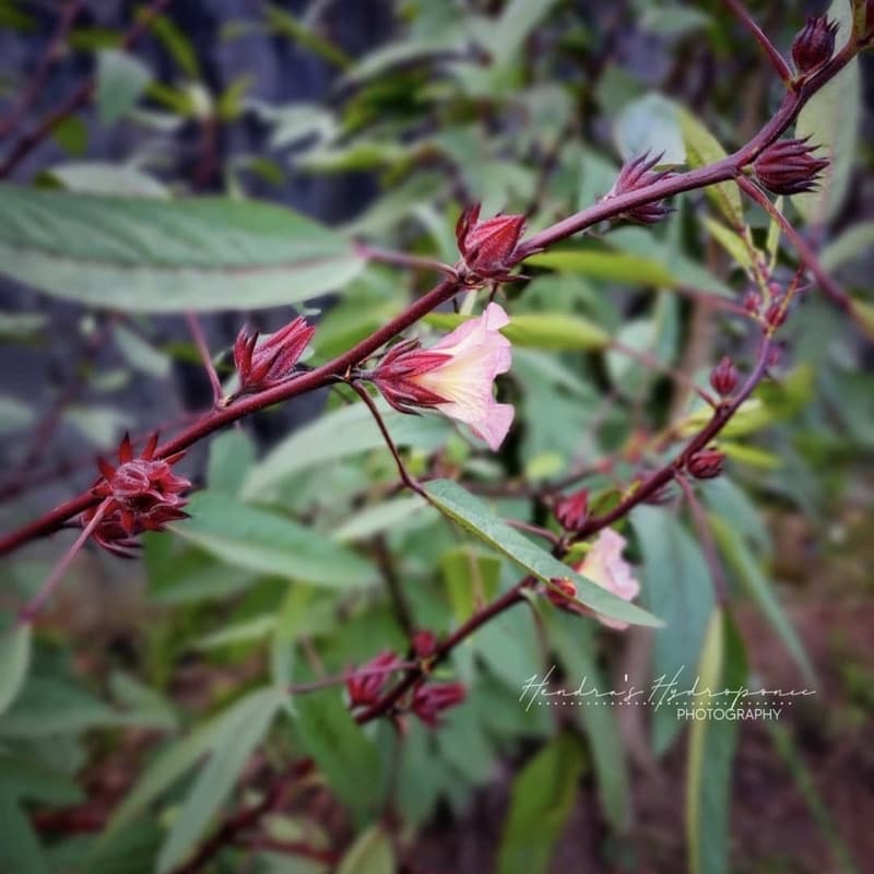 เมล็ดกระเจี๊ยบเเดง 40 เมล็ด รูปที่ 4
