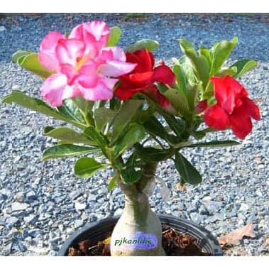 ชวนชมแฟนซี มีหลายสีในหนึ่งต้น 2-4 สี คละสี คละสายพันธุ์ fancy multi grafted adenium รูปที่ 9