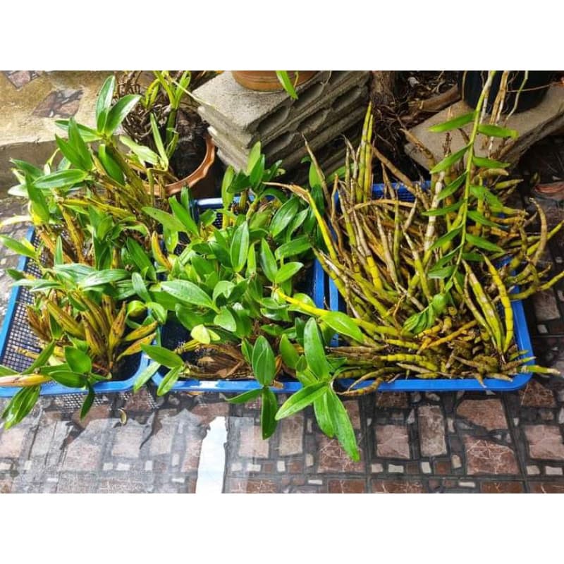 เอื้องเงินคำหลวงปากแดงหายากมาก1ต้น3-4กิ่งไปให้ที่อื่นหลักร้อยที่นี่หลักสิบ โปรโมชั่นพิเศษ รูปที่ 2