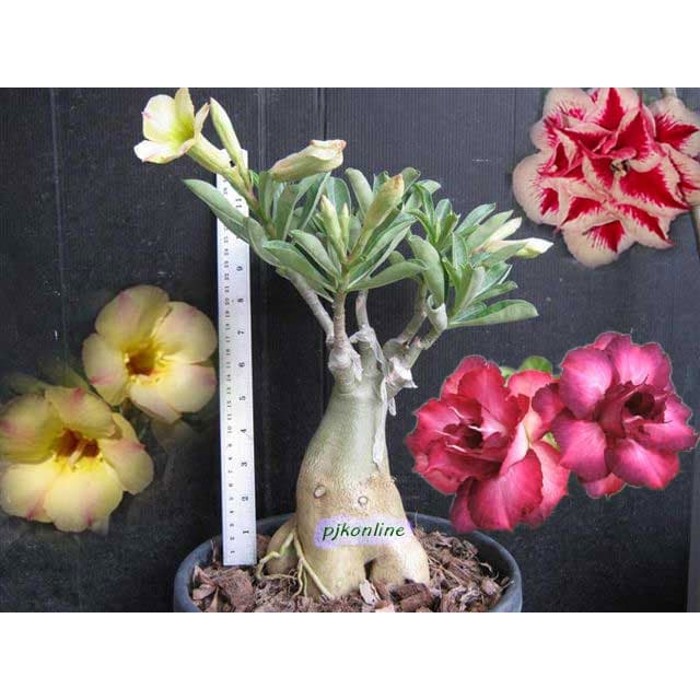 ชวนชมแฟนซี มีหลายสีในหนึ่งต้น 2-4 สี คละสี คละสายพันธุ์ fancy multi grafted adenium รูปที่ 8