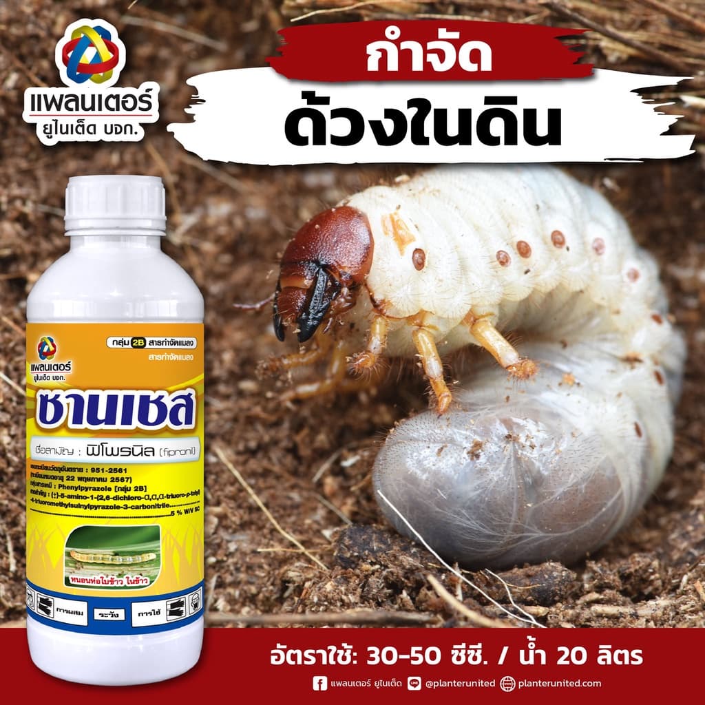 ซานเชส กำจัดปลวก มด หนอน เพลี้ย ด้วงอ้อย แมลงทุกชนิด สูตรเย็นฯลฯ ตามบ้านเรือน สวนไร่นา ไร้กลิ่น ไม่รัด ไม่กัดนวล รูปที่ 2
