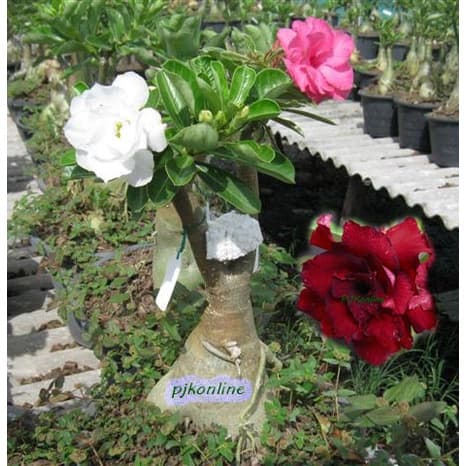ชวนชมแฟนซี มีหลายสีในหนึ่งต้น 2-4 สี คละสี คละสายพันธุ์ fancy multi grafted adenium รูปที่ 7