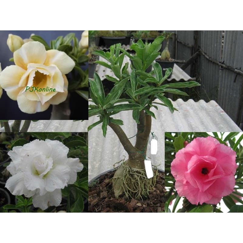 ชวนชมแฟนซี มีหลายสีในหนึ่งต้น 2-4 สี คละสี คละสายพันธุ์ fancy multi grafted adenium รูปที่ 1