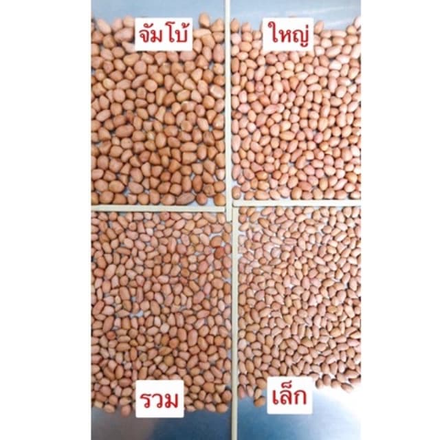 ถั่วลิสงจีน ไซส์จัมโบ้ ยกลัง 25 กก. รูปที่ 5