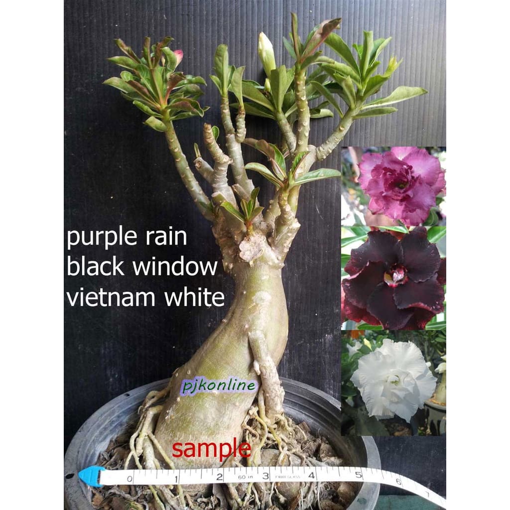 ชวนชมแฟนซี มีหลายสีในหนึ่งต้น 2-4 สี คละสี คละสายพันธุ์ fancy multi grafted adenium รูปที่ 3