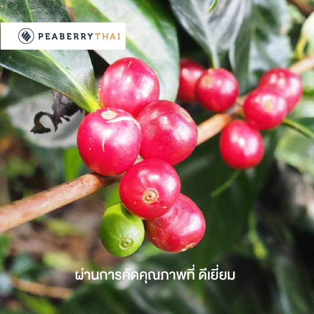 Pacamara เมล็ดกาแฟ Colombia Decaffeinate 250 กรัม รูปที่ 4