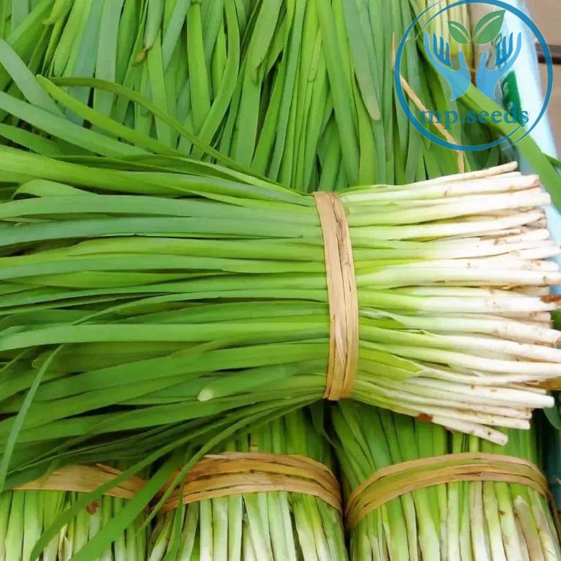 เมล็ดกุยช่าย กุยช่ายก้านม่วง เมล็ดกุยช่ายขาว รูปที่ 4