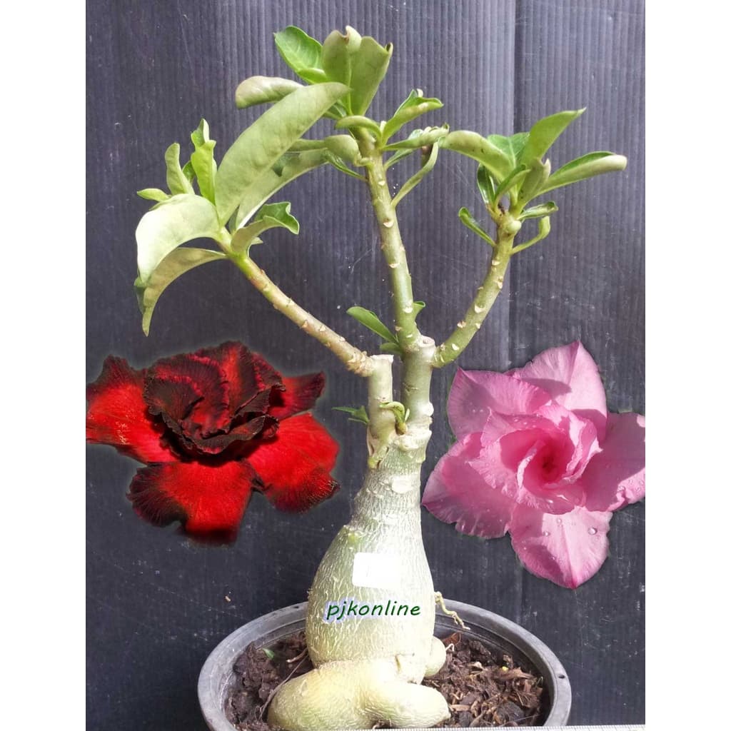 ชวนชมแฟนซี มีหลายสีในหนึ่งต้น 2-4 สี คละสี คละสายพันธุ์ fancy multi grafted adenium รูปที่ 2