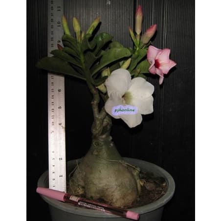 ชวนชมแฟนซี มีหลายสีในหนึ่งต้น 2-4 สี คละสี คละสายพันธุ์ fancy multi grafted adenium รูปที่ 6