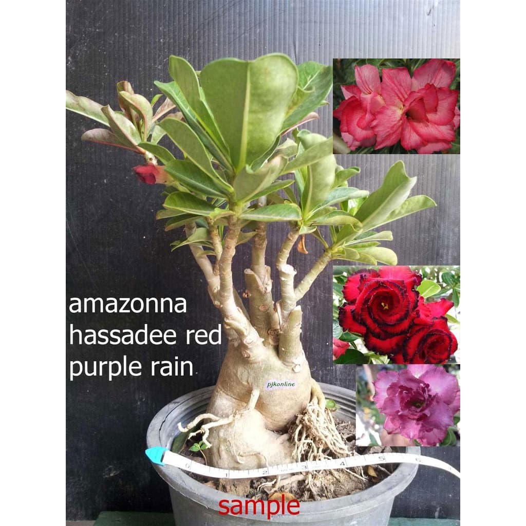 ชวนชมแฟนซี มีหลายสีในหนึ่งต้น 2-4 สี คละสี คละสายพันธุ์ fancy multi grafted adenium รูปที่ 4