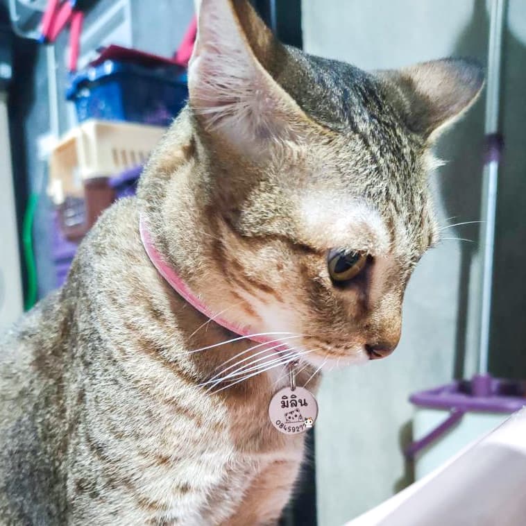 ป้ายชื่อแมว เก็บปลายทางได้ สลักชื่อฟรี ติดทนถาวร รับประกันไม่หลุดลอก ปลอกคอแมว ป้ายชื่อสัตว์เลี้ยง รูปที่ 6