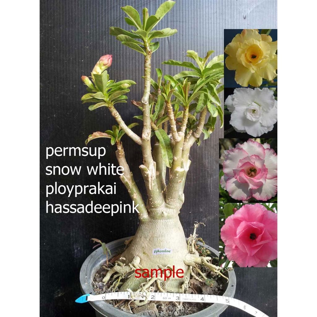 ชวนชมแฟนซี มีหลายสีในหนึ่งต้น 2-4 สี คละสี คละสายพันธุ์ fancy multi grafted adenium รูปที่ 5