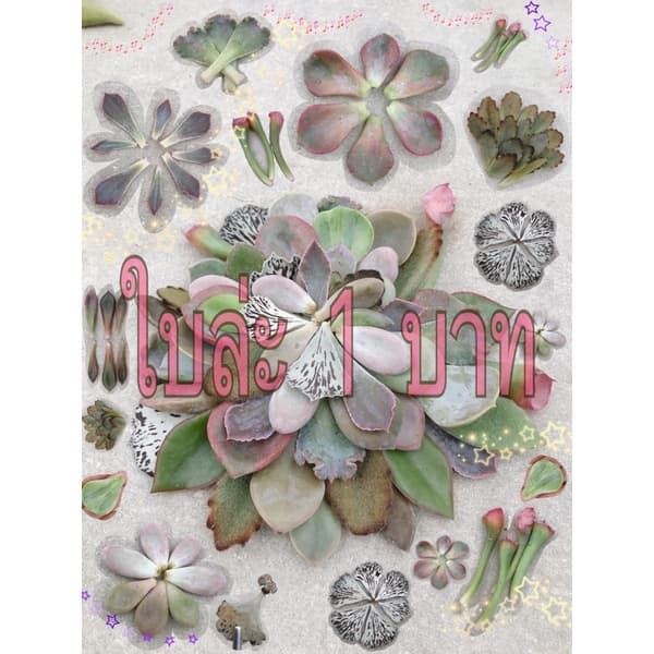ใบกุหลาบหินหลากหลายสายพันธุ์ รูปที่ 2