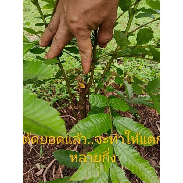 ต้นลำไยคริสตัล รูปที่ 7