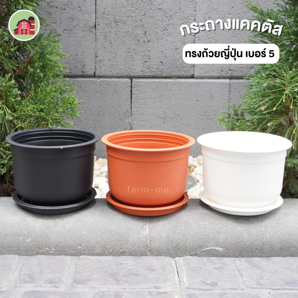 กระถางทรงถ้วยญี่ปุ่น 5นิ้ว ปลีก กระถางแคคตัส 5นิ้ว ทรงญี่ปุ่น รูปที่ 1
