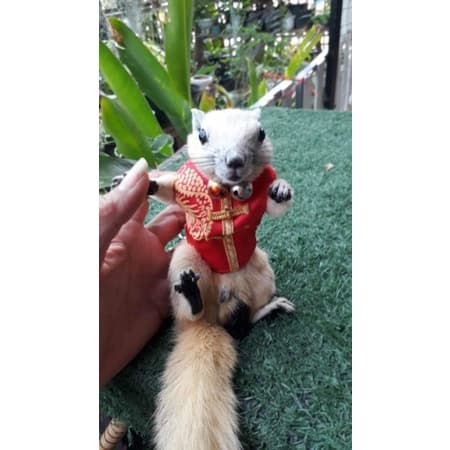 ถูกที่สุด​ เสื้อ​พร้อม​สาย​จูง​กระรอก ]] เสื้อพร้อมสายจูง กระรอก รูปที่ 7