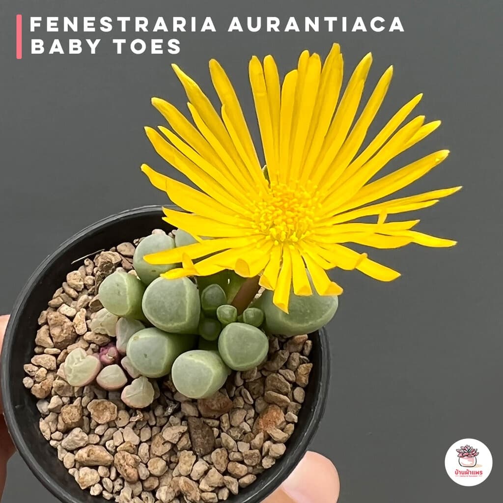 Fenestraria Aurantiaca ไม้อวบน้ำ กุหลาบหิน Cactus&Succulent หลากหลายสายพันธุ์ รูปที่ 6