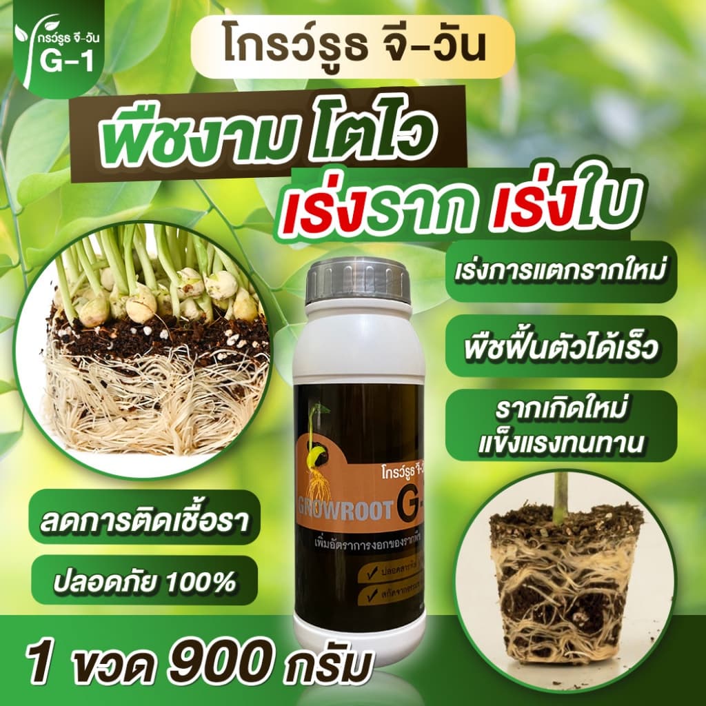 <โปรพิเศษ> ยาเร่งราก แบบผง Growroot-G1 เร่งใบ น้ำยาเร่งราก กระตุ้นการแตกใบอ่อน บำรุงราก ต้นสมบูรณ์ รูปที่ 2
