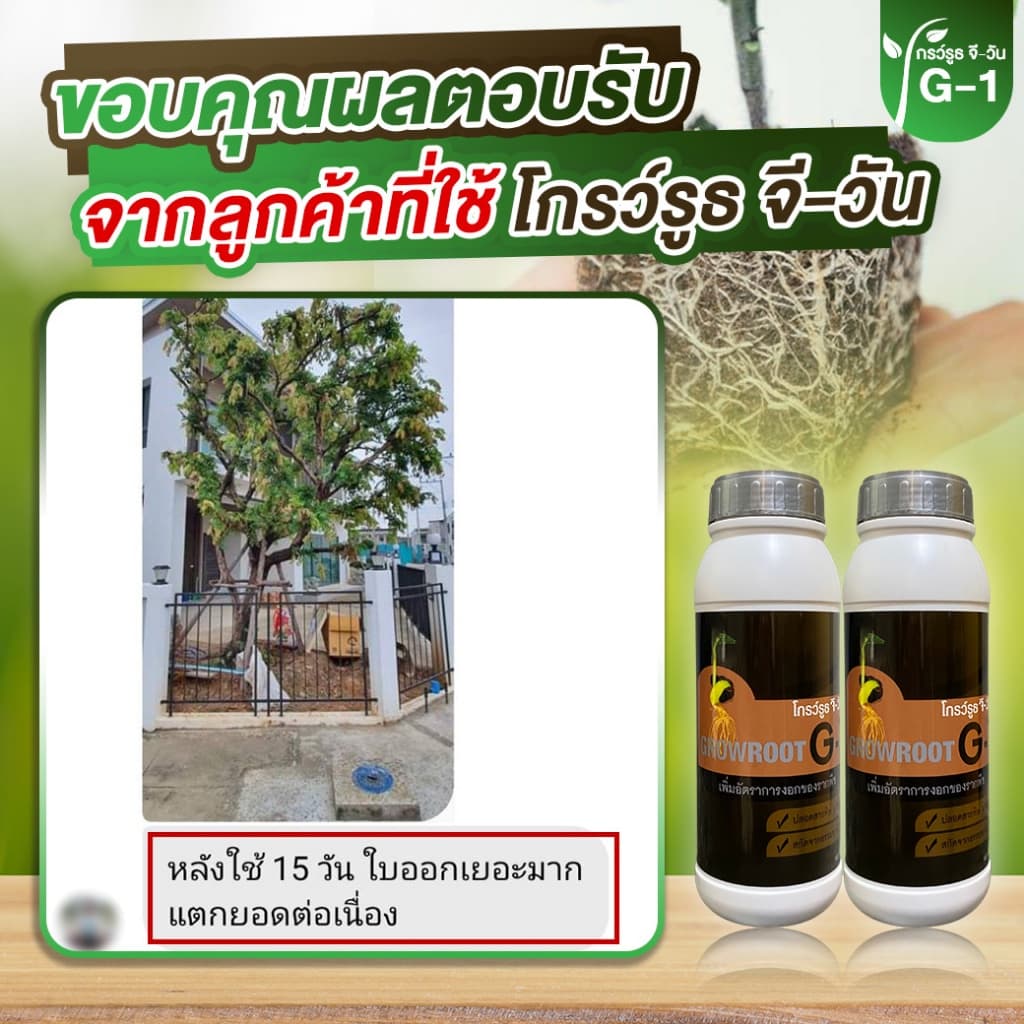 <โปรพิเศษ> ยาเร่งราก แบบผง Growroot-G1 เร่งใบ น้ำยาเร่งราก กระตุ้นการแตกใบอ่อน บำรุงราก ต้นสมบูรณ์ รูปที่ 8