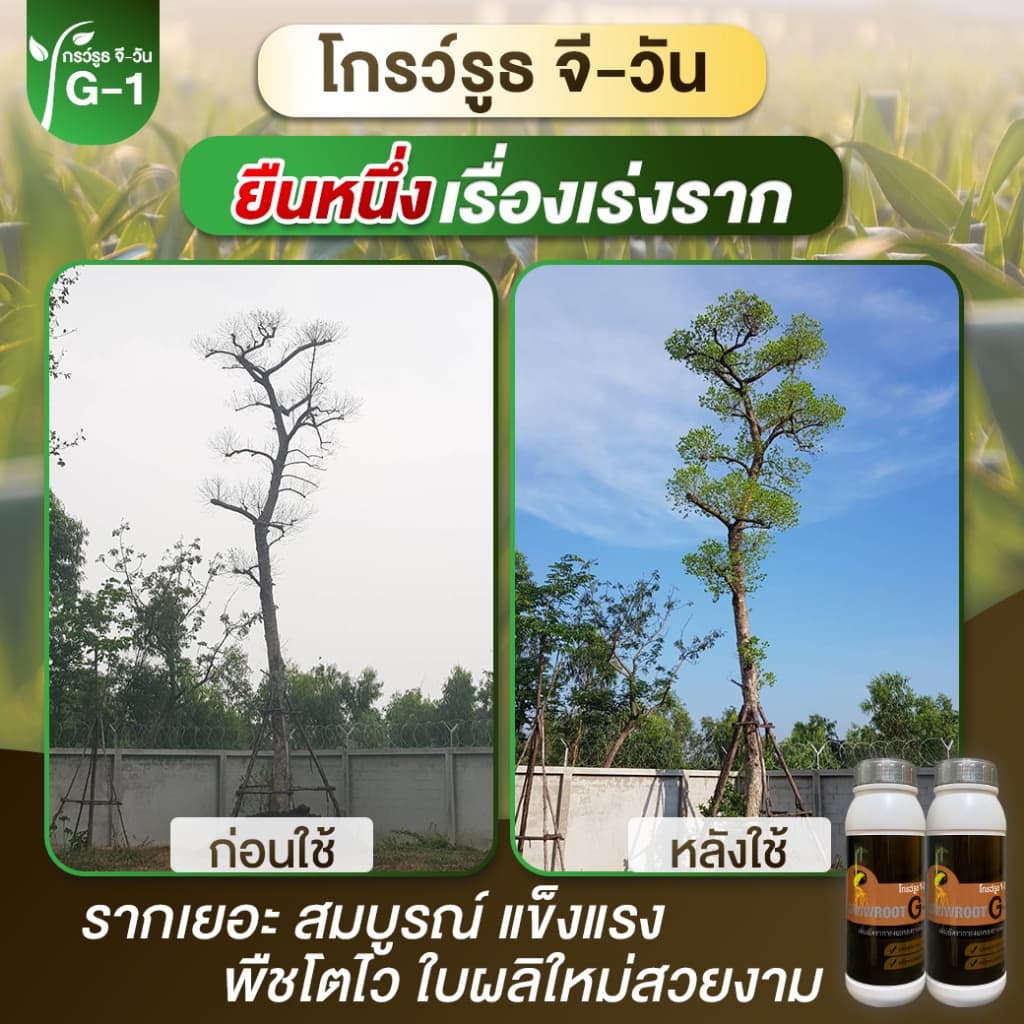 <โปรพิเศษ> ยาเร่งราก แบบผง Growroot-G1 เร่งใบ น้ำยาเร่งราก กระตุ้นการแตกใบอ่อน บำรุงราก ต้นสมบูรณ์ รูปที่ 7
