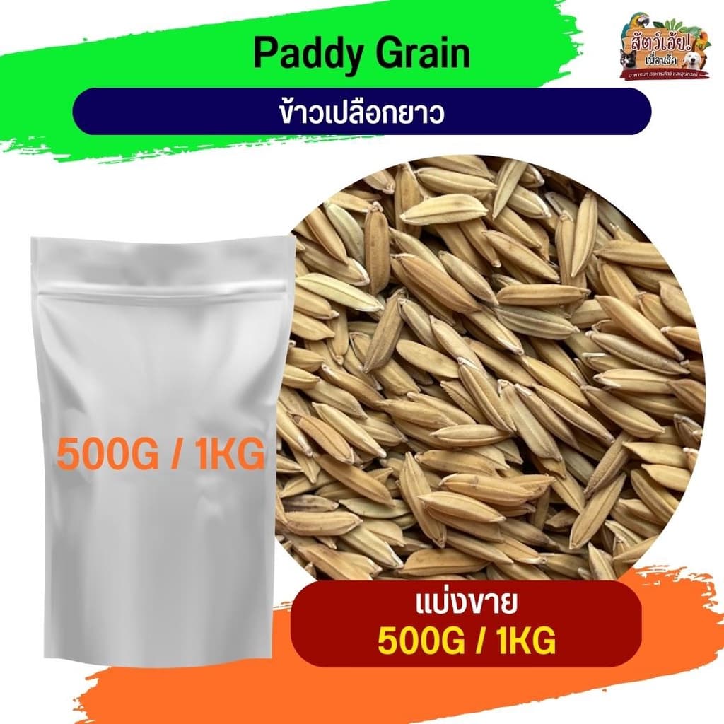 Paddy rice ข้าวเปลือกยาว อาหารนกและสัตว์ฟันแทะ รูปที่ 1