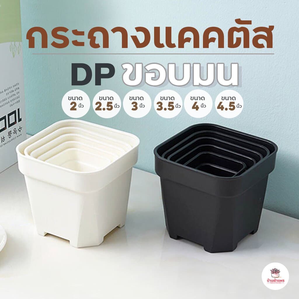 กระถางแคคตัส DP ขอบมน กระถางพลาสติก กระถางต้นไม้ กระบองเพชร ไม้อวบน้ำ Cactus&Succulent รูปที่ 3