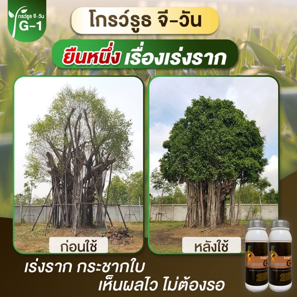 <โปรพิเศษ> ยาเร่งราก แบบผง Growroot-G1 เร่งใบ น้ำยาเร่งราก กระตุ้นการแตกใบอ่อน บำรุงราก ต้นสมบูรณ์ รูปที่ 6