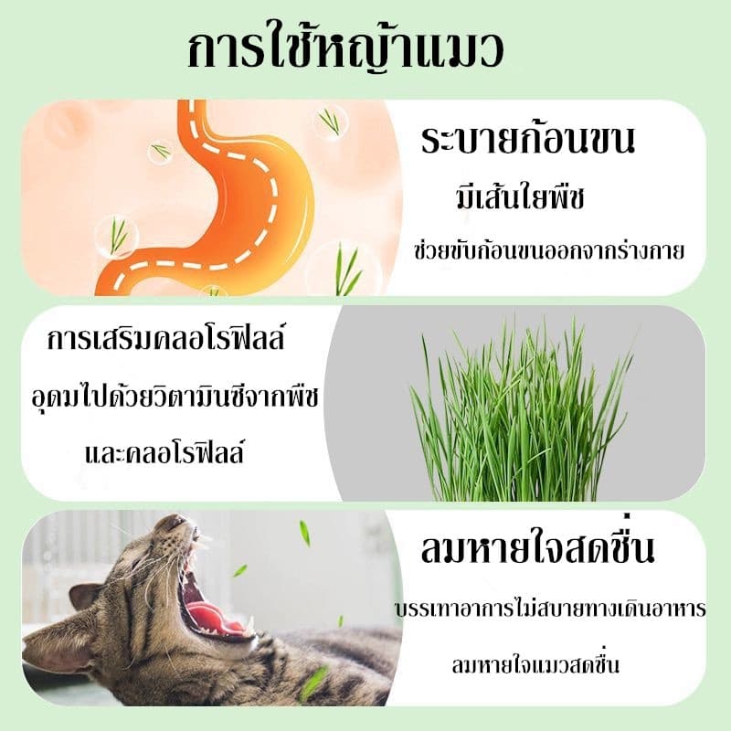 หญ้าแมว ออร์แกนิค ชุดปลูกข้าวสาลี ชุดหญ้าแมว ถาดเพาะต้นอ่อน ชุดปลูกข้าวสาลีแมว รูปที่ 4