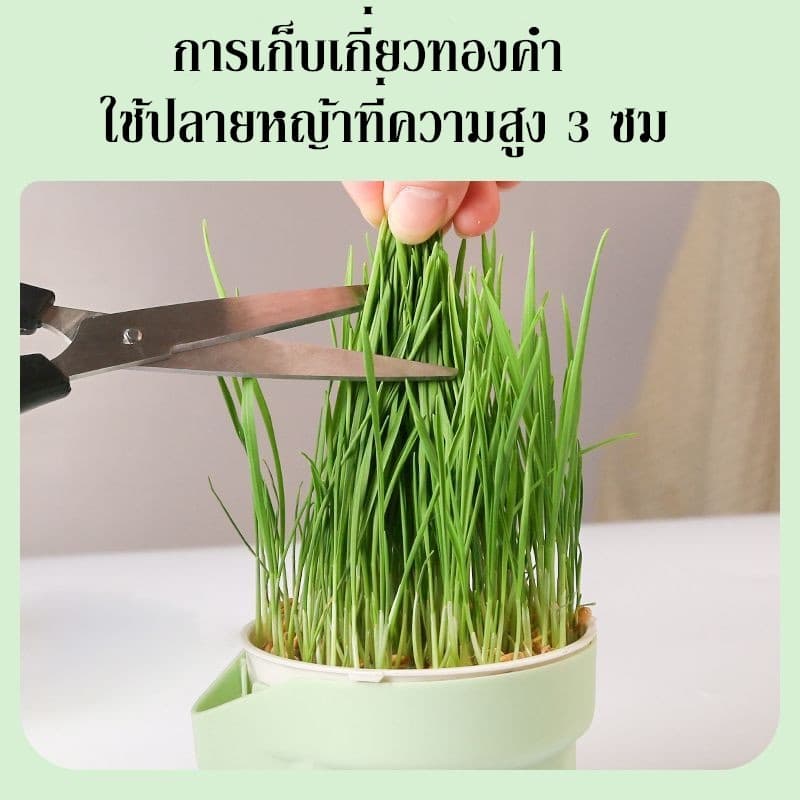 หญ้าแมว ออร์แกนิค ชุดปลูกข้าวสาลี ชุดหญ้าแมว ถาดเพาะต้นอ่อน ชุดปลูกข้าวสาลีแมว รูปที่ 3