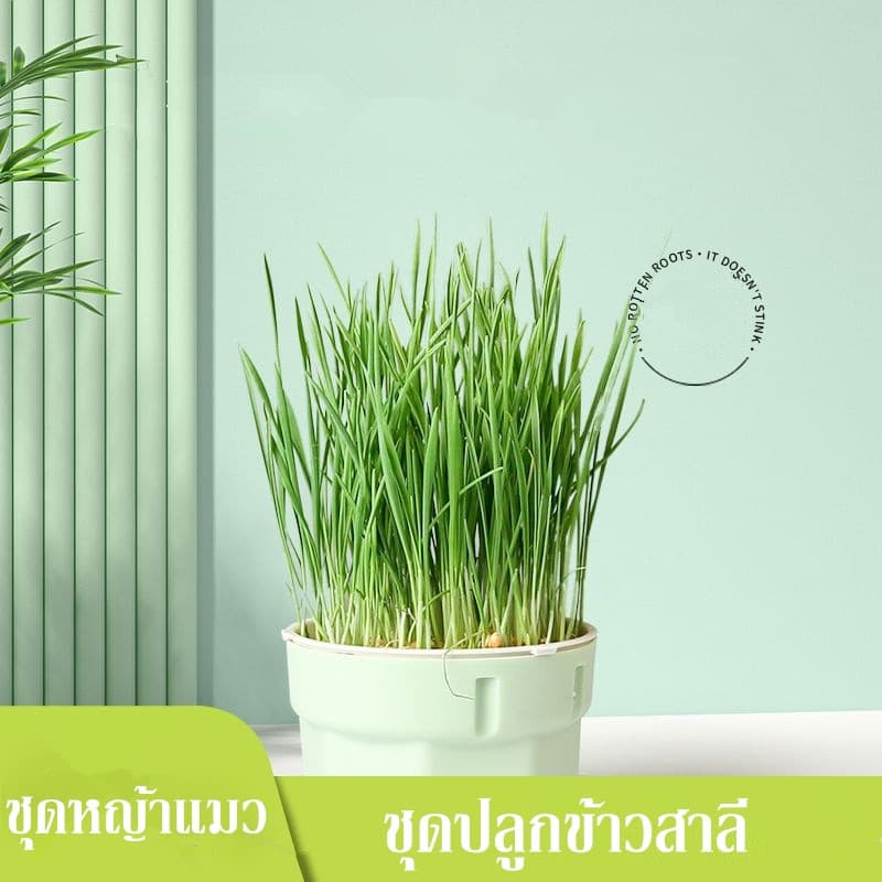 หญ้าแมว ออร์แกนิค ชุดปลูกข้าวสาลี ชุดหญ้าแมว ถาดเพาะต้นอ่อน ชุดปลูกข้าวสาลีแมว รูปที่ 8