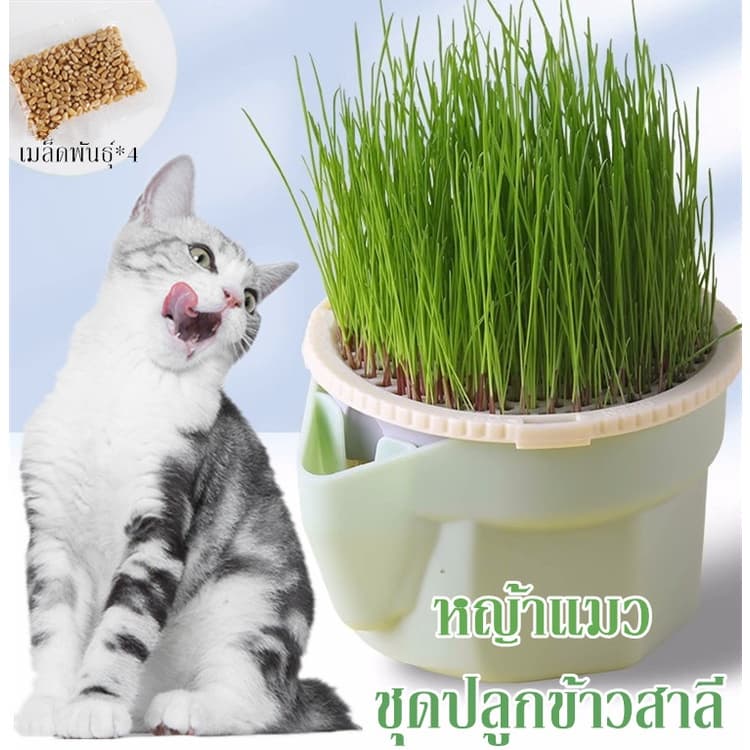 หญ้าแมว ออร์แกนิค ชุดปลูกข้าวสาลี ชุดหญ้าแมว ถาดเพาะต้นอ่อน ชุดปลูกข้าวสาลีแมว รูปที่ 1