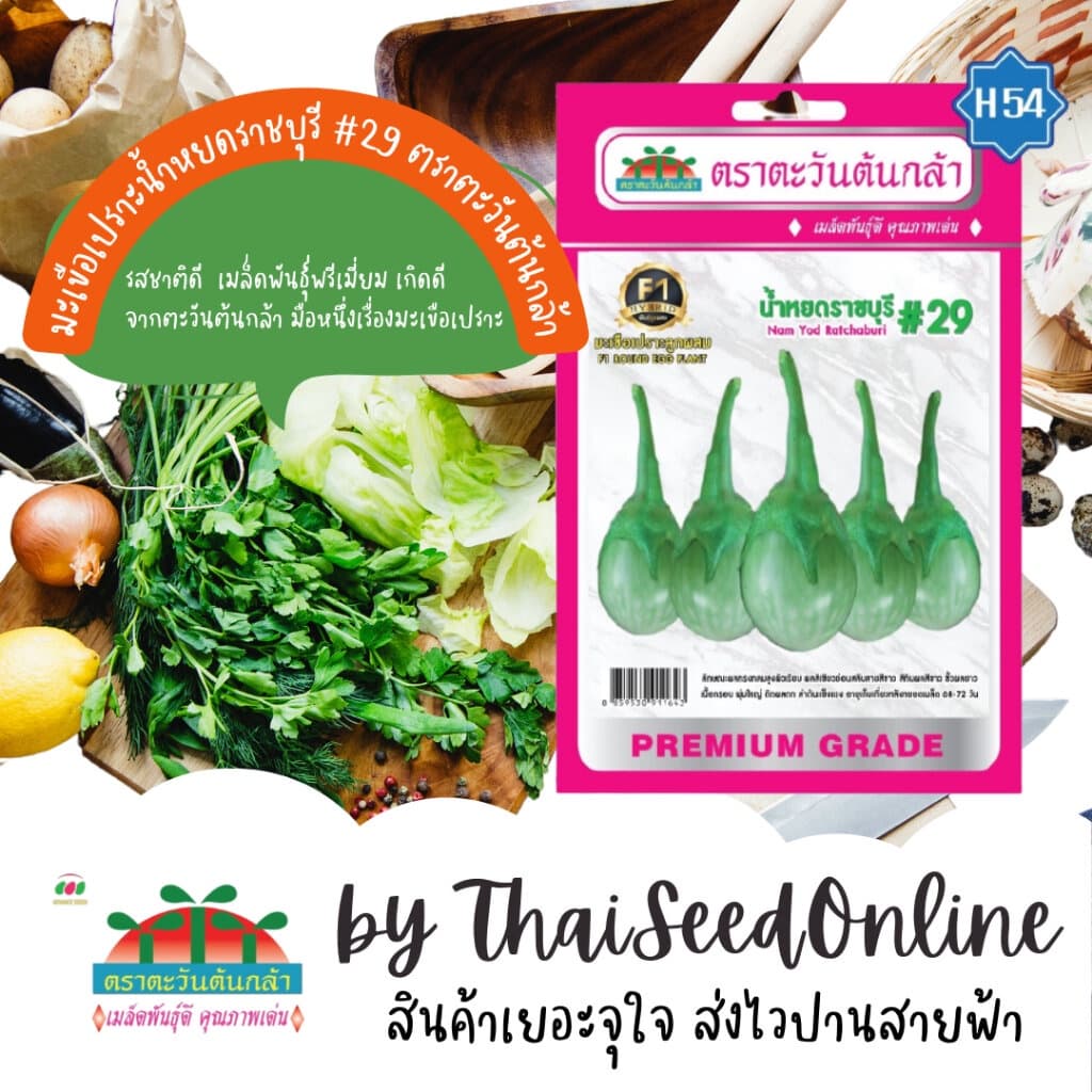 Advance Seeds ADVF1 ซฟ เมล็ดพันธุ์ มะเขือเปราะ น้ำหยดราชบุรี #29 ตราตะวันต้นกล้า H54 รูปที่ 1
