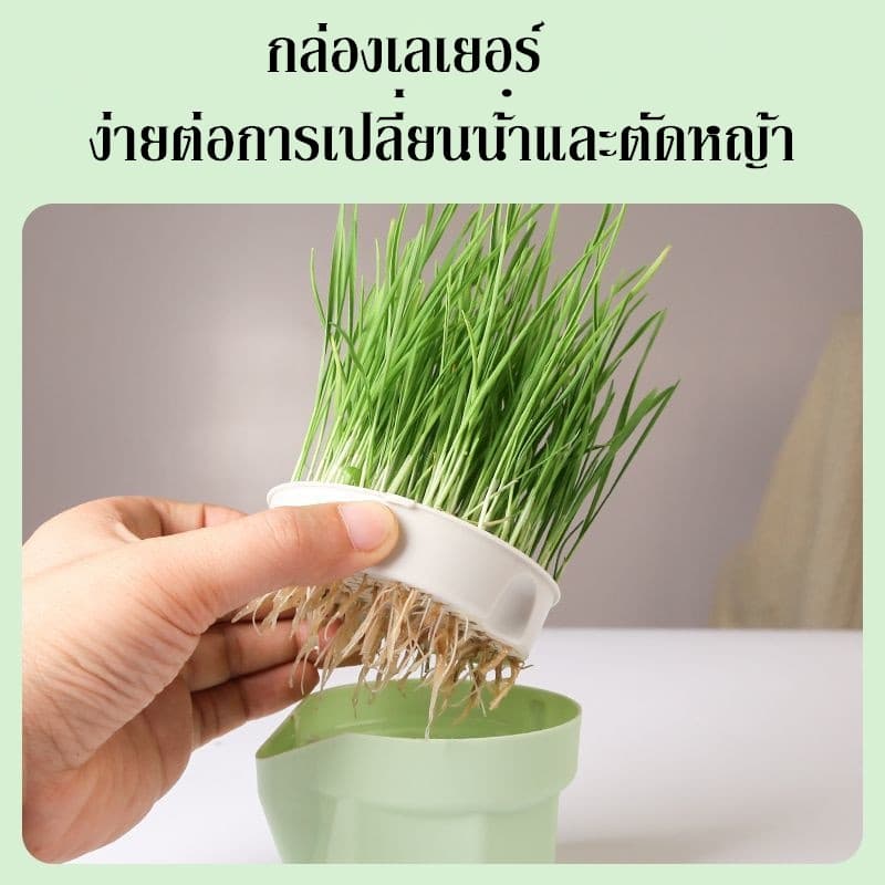 หญ้าแมว ออร์แกนิค ชุดปลูกข้าวสาลี ชุดหญ้าแมว ถาดเพาะต้นอ่อน ชุดปลูกข้าวสาลีแมว รูปที่ 5